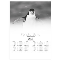 POSTER PARADIS BLANC 2025 - 500X700