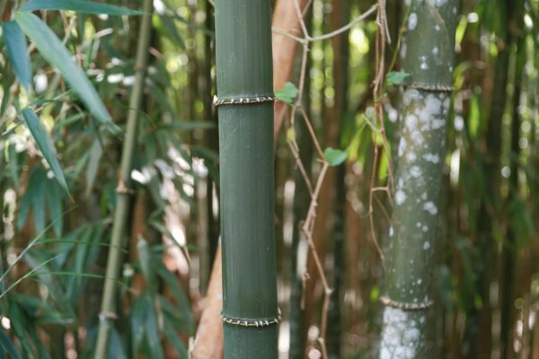 10 matériaux durables à privilégier pour vos objets personnalisés